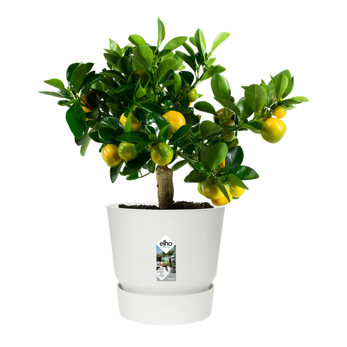 greenville round 30cm white